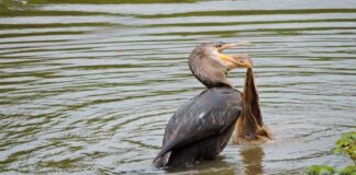 AMBIENTE “Del total de contaminación en el río Paraná, el 70% corresponde a plásticos”