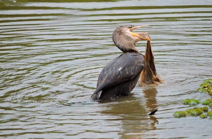 “Del total de contaminación en el río Paraná, el 70% corresponde a plásticos”