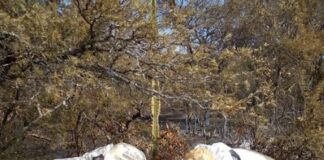 Relevarán estado de la producción apícola tras los incendios registrados en Corrientes