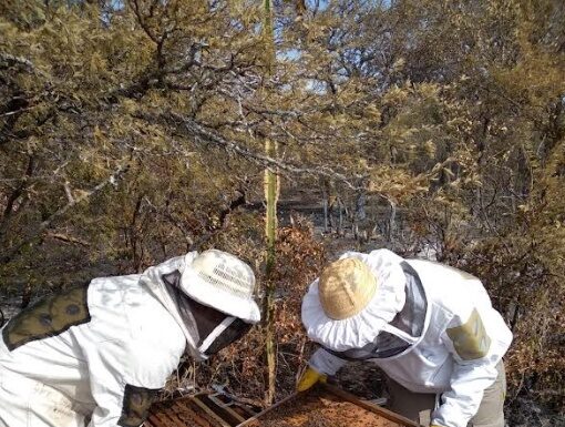 Relevarán estado de la producción apícola tras los incendios registrados en Corrientes