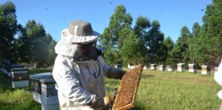 Mieles correntinas, destacan el potencial de la apicultura en la provincia