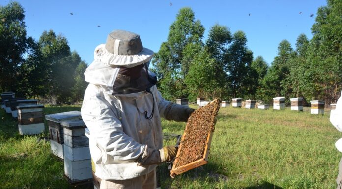 Mieles correntinas, destacan el potencial de la apicultura en la provincia