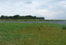 APORTES A LA CONSERVACION Con monitoreo acústico pasivo, identifican riqueza de especies de ranas y sapos en Iberá