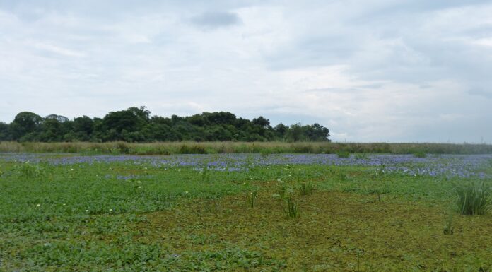 APORTES A LA CONSERVACION Con monitoreo acústico pasivo, identifican riqueza de especies de ranas y sapos en Iberá