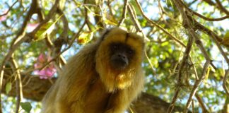 Recopilan estudios sobre patógenos en primates de Argentina y exponen necesidad de ampliar monitoreos