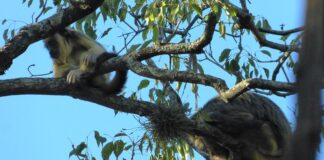 Cuantificaron presencia y amenazas que soportan grupos de monos aulladores en Corrientes