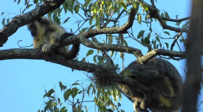 Cuantificaron presencia y amenazas que soportan grupos de monos aulladores en Corrientes