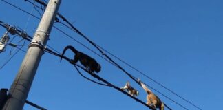 HASTA AHORA SE PUDO IDENTIFICAR AL MENOS 15 GRUPOS DE CARAYÁ Monitorean presencia de monos en áreas urbanas y periurbanas de la ciudad de Corrientes