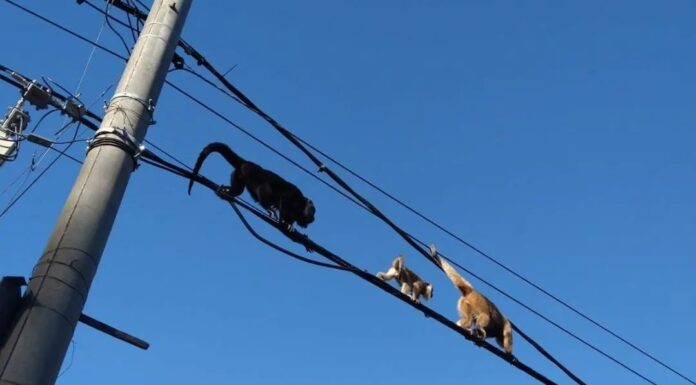 HASTA AHORA SE PUDO IDENTIFICAR AL MENOS 15 GRUPOS DE CARAYÁ Monitorean presencia de monos en áreas urbanas y periurbanas de la ciudad de Corrientes
