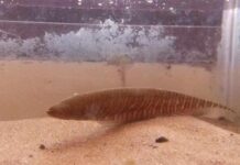 NUEVOS CONOCIMIENTOS Investigan células que revelan el estrés de un pez en cautiverio