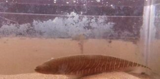 NUEVOS CONOCIMIENTOS Investigan células que revelan el estrés de un pez en cautiverio