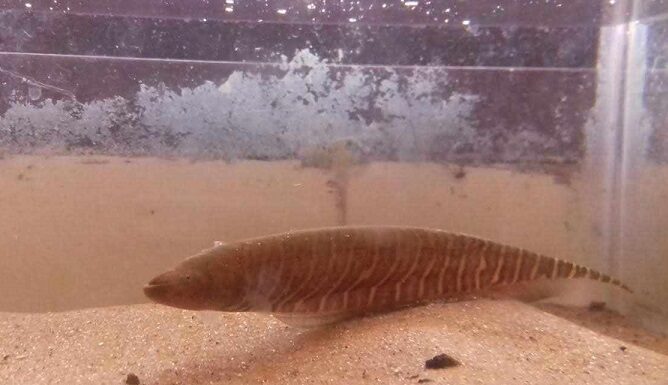 NUEVOS CONOCIMIENTOS Investigan células que revelan el estrés de un pez en cautiverio