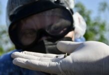 NUEVOS CONOCIMIENTOS Analizan la sucesión de las moscas necrófagas para precisar el momento de muerte en cadáveres