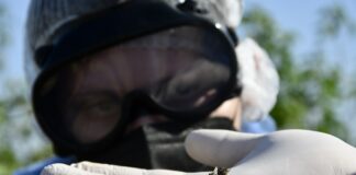 NUEVOS CONOCIMIENTOS Analizan la sucesión de las moscas necrófagas para precisar el momento de muerte en cadáveres