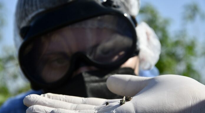 NUEVOS CONOCIMIENTOS Analizan la sucesión de las moscas necrófagas para precisar el momento de muerte en cadáveres