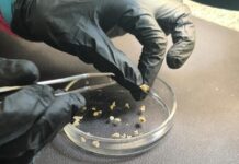 JORNADAS NACIONALES Distinguen proyecto de la UNNE que generó una «muestra testigo» de Cannabis sativa L. para su uso en tarea forense