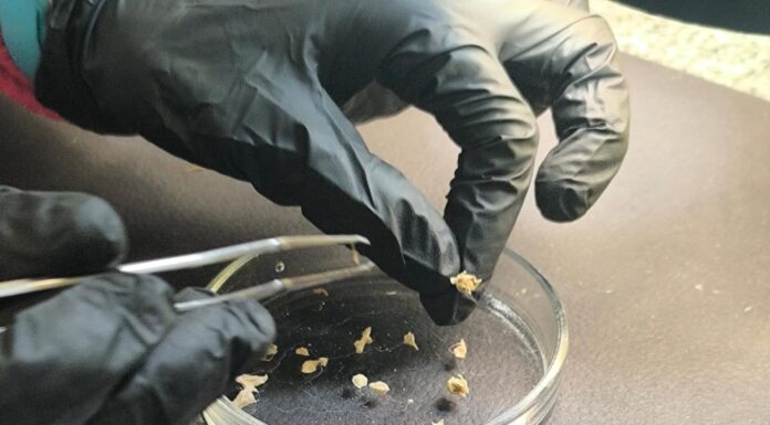 JORNADAS NACIONALES Distinguen proyecto de la UNNE que generó una «muestra testigo» de Cannabis sativa L. para su uso en tarea forense