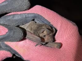 Novedoso aporte de la UNNE al conocimiento de la anatomía digestiva de murciélagos insectívoros