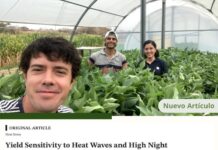 Identificaron qué procesos ayudan al maíz a sostener el rendimiento frente al calor y la sequía