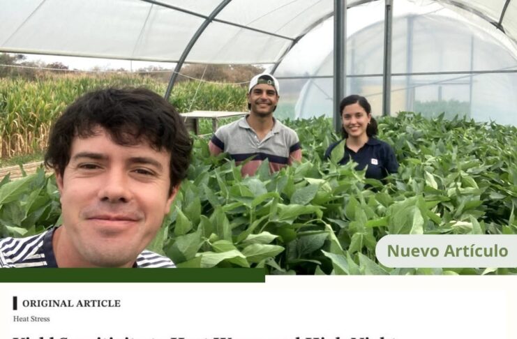 Identificaron qué procesos ayudan al maíz a sostener el rendimiento frente al calor y la sequía