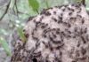 Identifican los efectos causados por incendios forestales sobre el ensamble de abejas y avispas en “El Impenetrable”