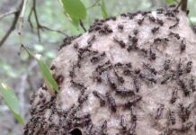 Identifican los efectos causados por incendios forestales sobre el ensamble de abejas y avispas en “El Impenetrable”