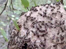 Identifican los efectos causados por incendios forestales sobre el ensamble de abejas y avispas en “El Impenetrable”