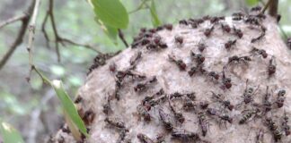 INVESTIGACIÓN DE LA UNNE Identifican los efectos causados por incendios forestales sobre el ensamble de abejas y avispas en “El Impenetrable”