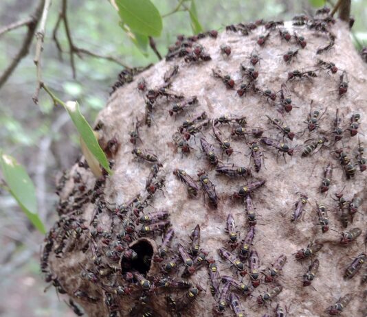 Identifican los efectos causados por incendios forestales sobre el ensamble de abejas y avispas en “El Impenetrable”