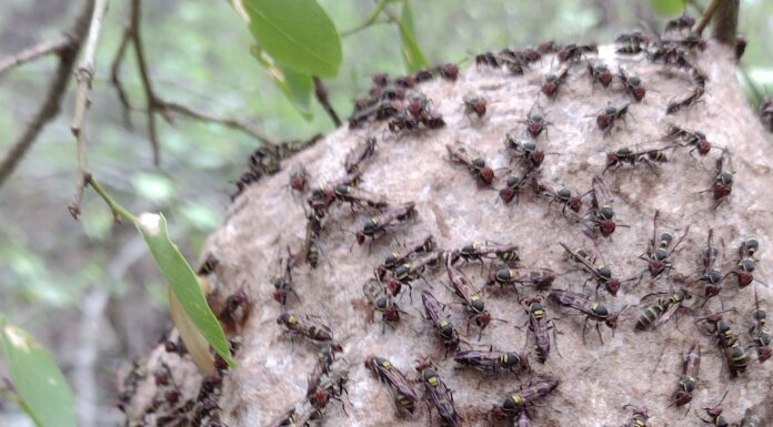 Identifican los efectos causados por incendios forestales sobre el ensamble de abejas y avispas en “El Impenetrable”