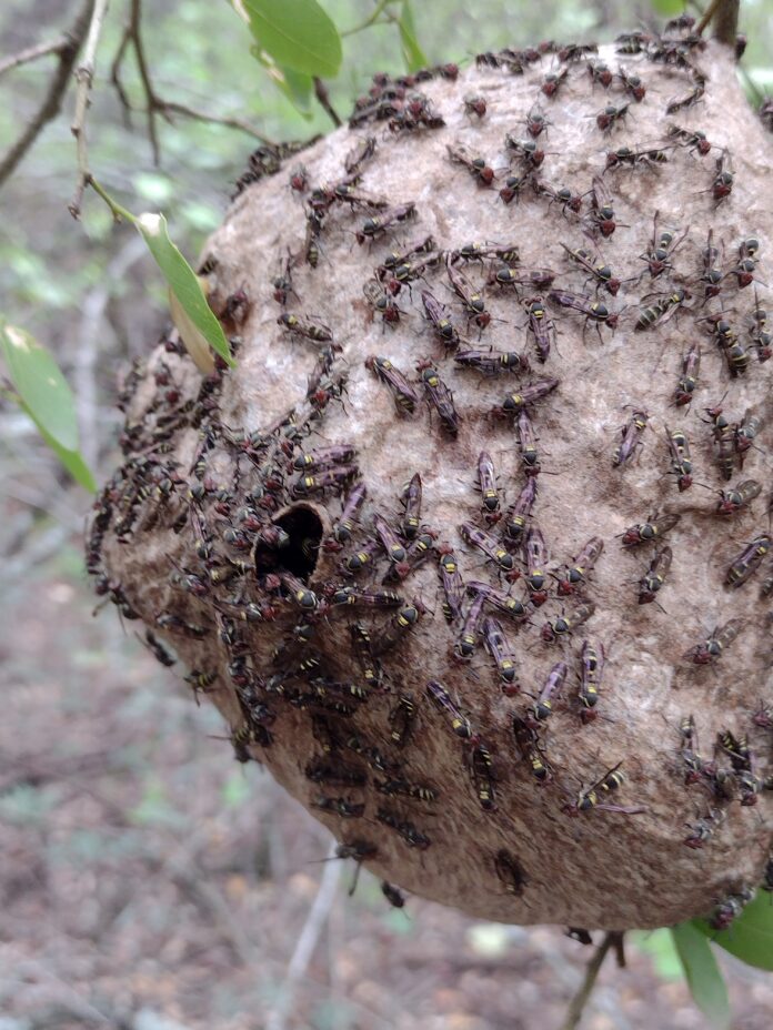 Nido activo de Polybia ruficeps - 2021