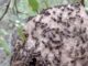 Identifican los efectos causados por incendios forestales sobre el ensamble de abejas y avispas en “El Impenetrable”