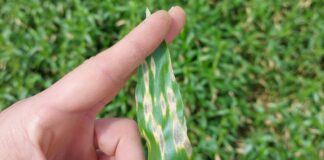 ARTICULO EN REVISTA INTERNACIONAL Reportan a una maleza como nueva hospedadora del hongo que causa la principal enfermedad del arroz