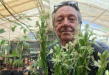 Registraron el híbrido N° 100 de orquídeas de la Facultad de Ciencias Agrarias de la UNNE