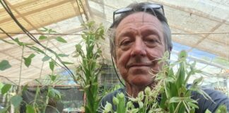 Registraron el híbrido N° 100 de orquídeas de la Facultad de Ciencias Agrarias de la UNNE