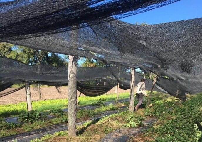 Con un observatorio, buscan profundizar el conocimiento sobre el trabajo rural en el NEA