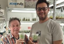 Identifican una orquídea terrestre de distribución restringida en Corrientes y ajustan método para su conservación