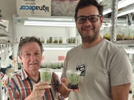 Identifican una orquídea terrestre de distribución restringida en Corrientes y ajustan método para su conservación