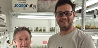 Identifican una orquídea terrestre de distribución restringida en Corrientes y ajustan método para su conservación