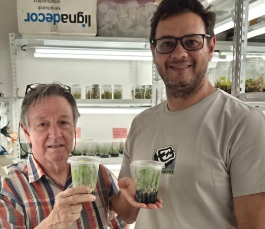 Identifican una orquídea terrestre de distribución restringida en Corrientes y ajustan método para su conservación