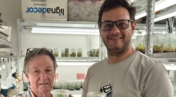 Identifican una orquídea terrestre de distribución restringida en Corrientes y ajustan método para su conservación