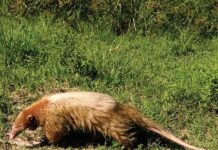 REGISTRADO EN EL INTERIOR DE CORRIENTES Reportan el primer registro de oso melero con «albinismo» de Argentina