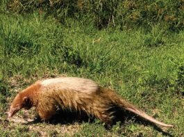 Reportan el primer registro de oso melero con «albinismo» de Argentina