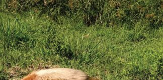 REGISTRADO EN EL INTERIOR DE CORRIENTES Reportan el primer registro de oso melero con «albinismo» de Argentina