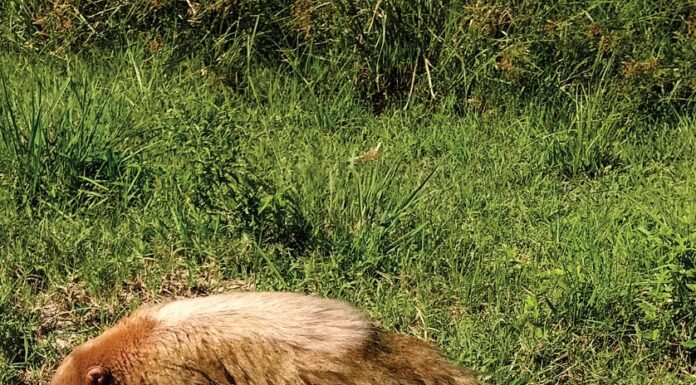 REGISTRADO EN EL INTERIOR DE CORRIENTES Reportan el primer registro de oso melero con «albinismo» de Argentina