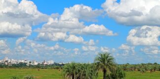 ESPECIE ENDÉMICA DE CORRIENTES Realizarán estudios para evaluar el grado de vulnerabilidad de la palmera de Bonpland