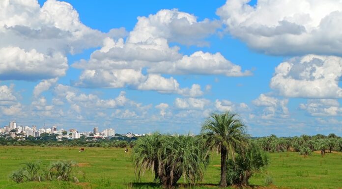 ESPECIE ENDÉMICA DE CORRIENTES Realizarán estudios para evaluar el grado de vulnerabilidad de la palmera de Bonpland