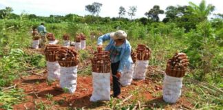 La UNNE y la UNS coordinaron un webinario sobre soberanía alimentaria, destacando el potencial de producciones regionales