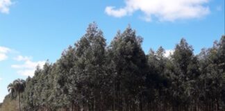 Identifican amenazas para la palmera Butia yatay por avance forestal sobre paisajes de Lomadas Arenosas