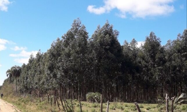 Identifican amenazas para la palmera Butia yatay por avance forestal sobre paisajes de Lomadas Arenosas